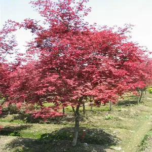 老兵银杏苗圃场(图)-15公分红枫***格-湖南红枫