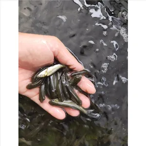 批量供应无病鲜活淡水养殖丁桂鱼苗_广东原蓝丁桂鱼苗