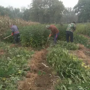 河北哪里有卖花椒苗的?