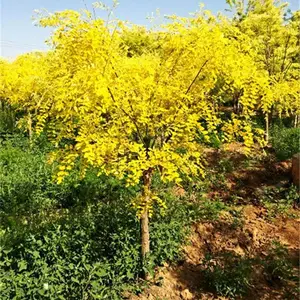 金叶槐大型种植基地 金叶槐价格实惠 金叶槐基地图片