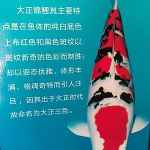江苏盐城 松江锦鲤批发 锦鲤直销 养殖基地一手鱼 进口锦鲤繁育