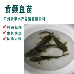 小型昂公鱼苗快速发货 黄颡鱼苗不挑食 抗病力强黄辣丁3-4cm
