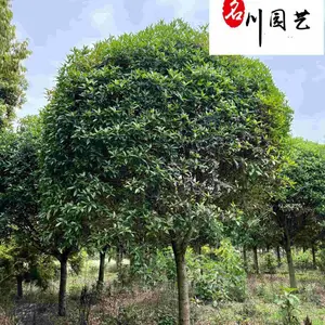 ������ľ����ֱ�� �ɶ�����������Ӧ �����̻���ľ�۸� �Բ����� �����Ż�