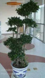 设计园林绿化园林北京绿植销售公司