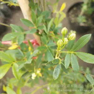 ��ľ�� ľ�㻨���ľ���ľ�����¼�Ǿޱõ����