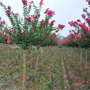 绿化紫薇指导报价 悦栋农业实力强大13公分紫薇