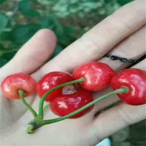 ������ӣ���� ��ľ���� ӣ���� �����ֻ����� ˧������ ��ľ����