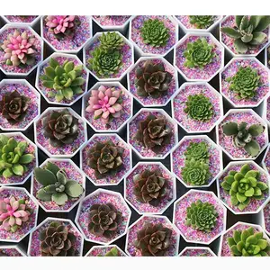 可DIY多肉植物绿植武汉同城多肉植物室内桌面盆栽