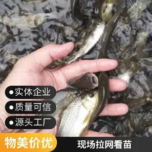 山东菏泽本地草鱼苗鲤鱼鱼苗养殖场直销 5-8公分夏花苗