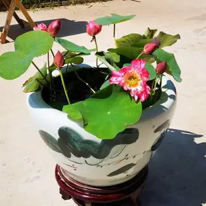 ���Ժɻ����������Ժɻ�����