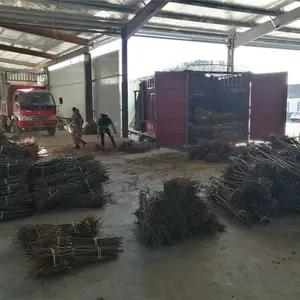 蜂糖李子苗,蜂糖李子苗品种,蜂糖李子苗批发采购