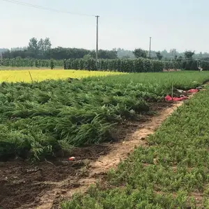基地直供小龙柏园林绿化绿离