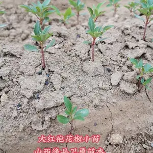 山西大红袍花椒苗亩栽多少棵
