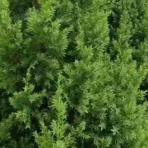松树求购出售松树塔松桧柏苗