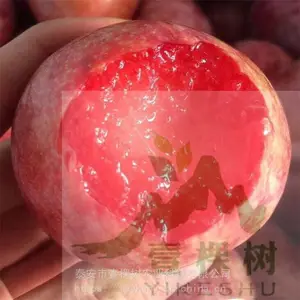 ���ţ��������������ʺ��½���ֲ ��������������ֲ����