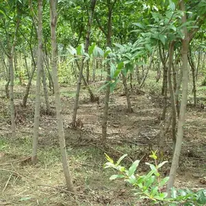 大青皮石榴苗品质特点介绍 大青皮石榴苗种植基地 大青皮石榴苗新报价格