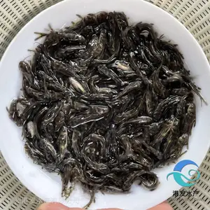 港发水产 黄骨鱼苗 底层鱼类 黄颡鱼苗 鱼塘水池好养 空运水车速达
