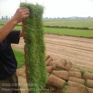 安阳绿化草坪出售|冷季型四季青草皮图片