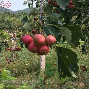 莱芜黑山楂苗多少钱一棵