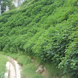 广东茂名什么植物草籽护坡固土能力强