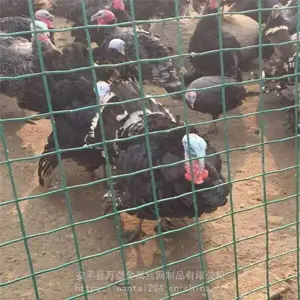��̩��ֳ�� ��ɫ��ֳ�� Ȧ����