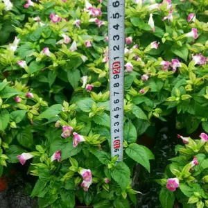四川本地苗圃出售夏堇花苗-小杯夏堇价格0.5元-花海花境花坛造景-园林小区绿化灌木