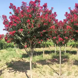 ��ޱ����С������������ޱͥ԰��Ժ��ֲ���պ���׮��Ǩռ������