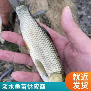 内蒙古兴安盟本地草鱼苗鲤鱼鱼苗养殖场常年批发