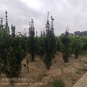 60���ֱ��������� ��ֲ���� ˧�� 30���ֱ��������� �������ص�ַ