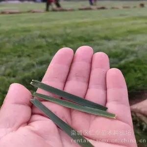 购买绿化草种子 大跃进草坪 草皮卷 海红豆种子