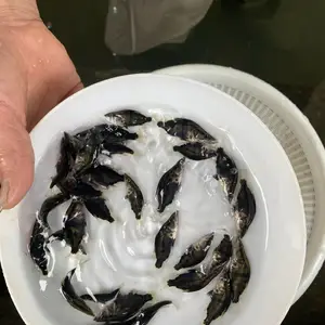 ���������ڱ��� ���������Ͷ��ʱ�� �۴�ˮ�����̷���