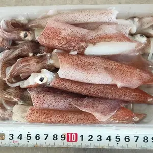笔管鱿鱼 鱿鱼 钓鱿鱼/小管/体长8-13厘米/甜甜脆脆的