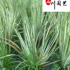 花叶玉蝉基地 苗圃处理价 产地直供 多年生水陆两栖植物 观叶观花