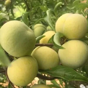 �Ĵ���������������2019���Ĵ������������籨��