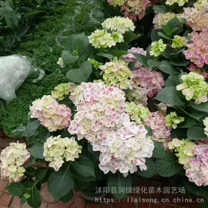 ���� ���ɻ� �������� ϲ��ůʪ������ ���Թ��ͻ���