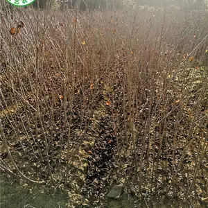 ������觺�ӣ����۸��,��觺�ӣ�������Ǯһ��