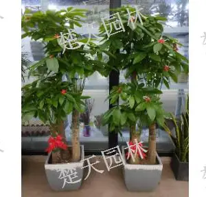 梁溪区医院盆景***格 欢迎咨询 江阴楚天供应