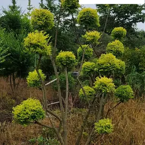 供应优质亮晶女贞棒棒糖形 四川亮晶女贞造型苗基地 贵州亮晶女贞造型批发