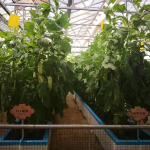 鑫泽温室/无土栽培蔬菜产量/无土栽培种植/玻璃无土栽培智能大棚