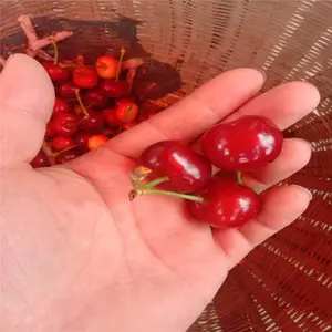 һվ���� ˧������ ����ӣ���� ��ľ��ɢ�� ����ӣ����