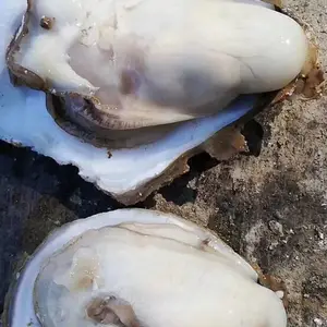 铜仁生蚝批发商近期行情 重庆夜市摊生蚝批发货源