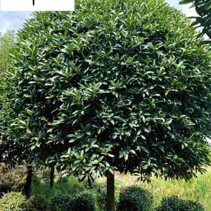 ������ľ����ֱ�� �ɶ�����������Ӧ �����̻���ľ�۸� �Բ����� �����Ż�
