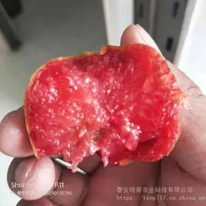 恐龙蛋李子苗基地 哪里有恐龙蛋李子苗