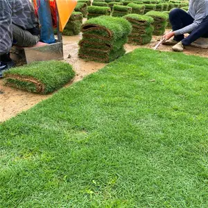 麦冬草坪供应 欢迎光临绿化真草坪卷勇橙草皮绿化