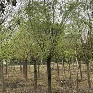 供应12公分垂柳 截杆发冒 统一整齐