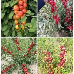 陕西二年生钙果苗种植株行距离,欧李苗