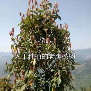 四川老鹰茶苗/重庆老鹰茶苗/贵州老鹰茶苗/贵州红白老鹰茶苗价格