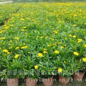 木春菊杯苗 成都木春菊基地 精品木春菊图片 工程苗地被草花供应