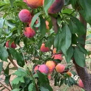���궫�������ߺ��������� ����7�������������������ص�