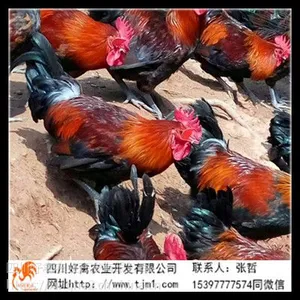 湖南鸡苗批发 湖南鸡苗厂家 包成活